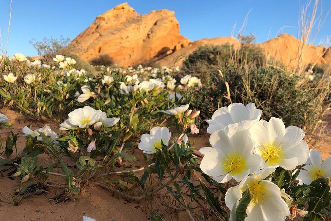 Private Valley of Fire Hiking and Sightseeing Adventure - Tailored Hiking Experiences