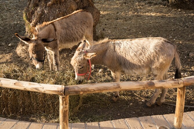 Private Visit to the Animals of the Enchanted Village in Spoleto - Schedule and Availability