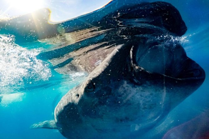 Private Whale Shark Ecofriendly Tour From Riviera Maya - Inclusions and Amenities
