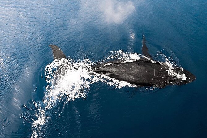 Private Whale Watching Tour of Oahu - Pricing and Group Size