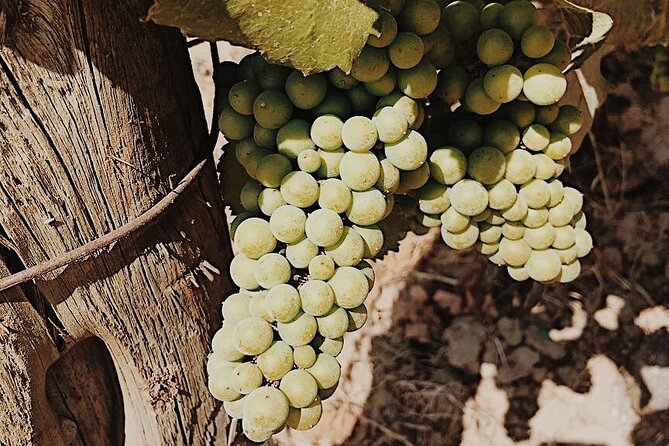 Private Wine Tour for 1-5 People in Oregon - Things To Known