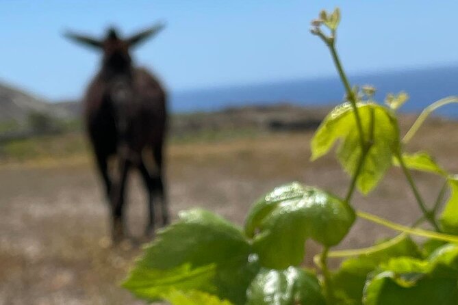 Private Wine Tour in Santorini - Booking Details