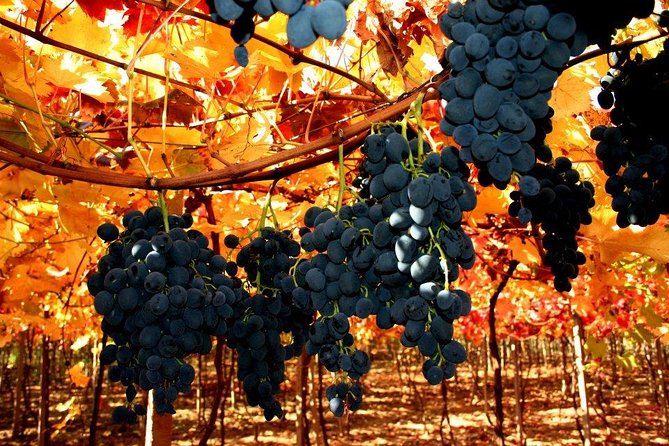Private Wine Tour of Stobi Winery From Skopje - Wine Tasting Experience