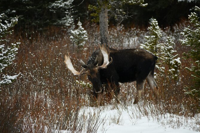 Private Yellowstone Park Van Tours From Bozeman - Pickup and Accessibility Information