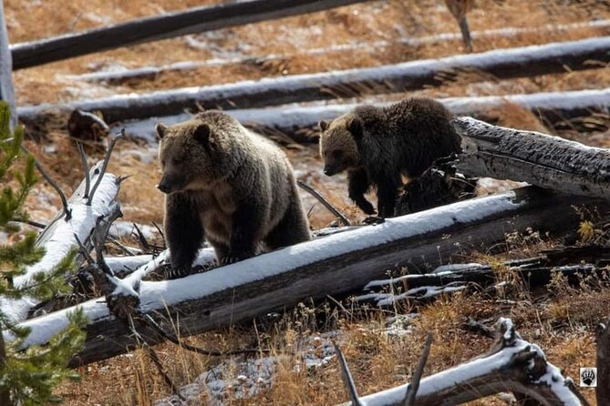 Private Yellowstone Wildlife Tour Review - Exploring Yellowstones Diverse Landscapes