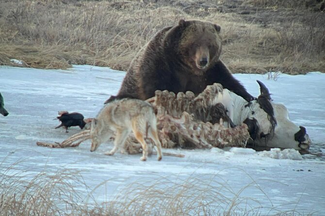 Private Yellowstone Winter Wildlife Safari Guided Tour - Wildlife Viewing Opportunities