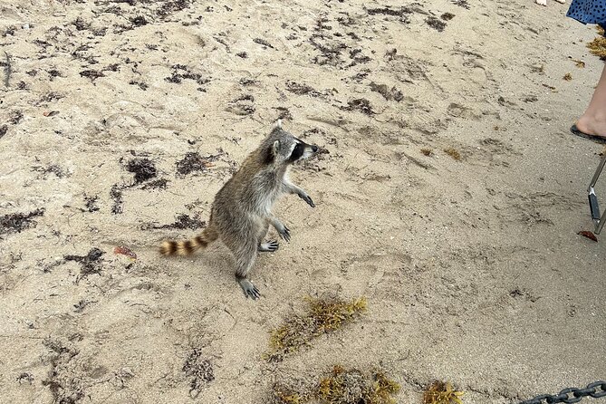Raccoon Island Boat Tour - Indian Creek, Sanbar and Raccoons - Floating Fun on the Sanbar