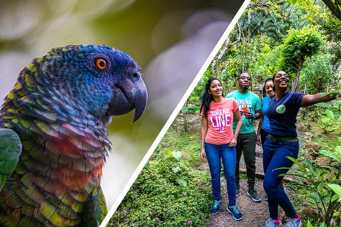 Rainforest Rush: St. Lucia Zip Line Adventure - Meeting and Pickup Information