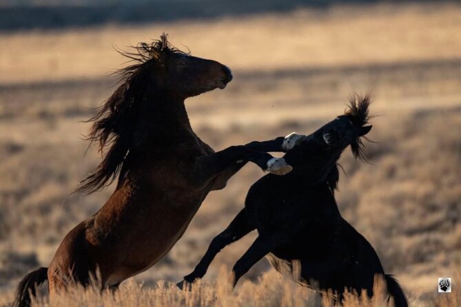 Red Canyon Small Group Wild Mustang Van Tours in Cody Wyoming - Meeting Location and Duration