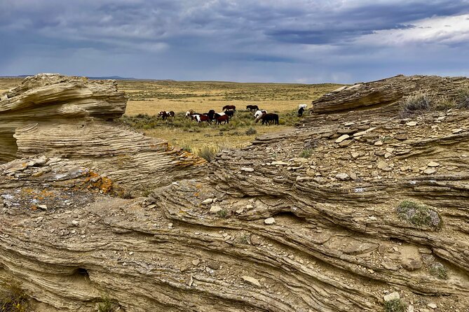 Red Canyon Wild Mustang Safari Review - Price and Cancellation Policy