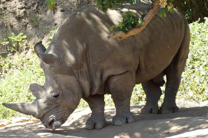 Redwoods and Wild Safari Adventure Review - Safari Adventure Itinerary