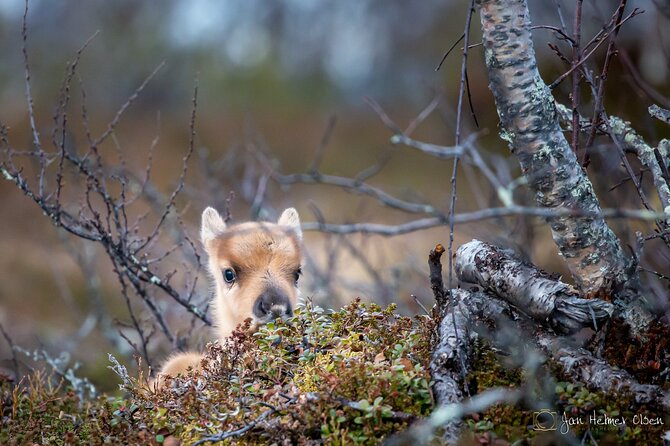 REINDEER CALVING EVENING TRIP - a Peaceful Walk to the CALVING Area - Whats Included