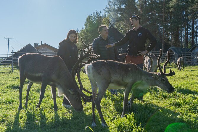 Reindeer Farm Experience in Summer and Autumn From Rovaniemi - Meeting and Pickup Details