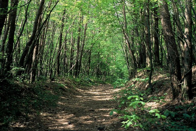 Relax and Refresh in Karuizawa Forest! Shinanoji Down Trekking Around Two People - Navigating the Trails With Care and Comfort