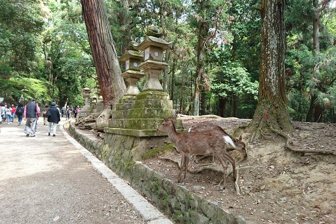 Relax in Nara: Deer Park, Todai-ji Temple and Merchants Town - Indulging in Delectable Shaved Ice Desserts