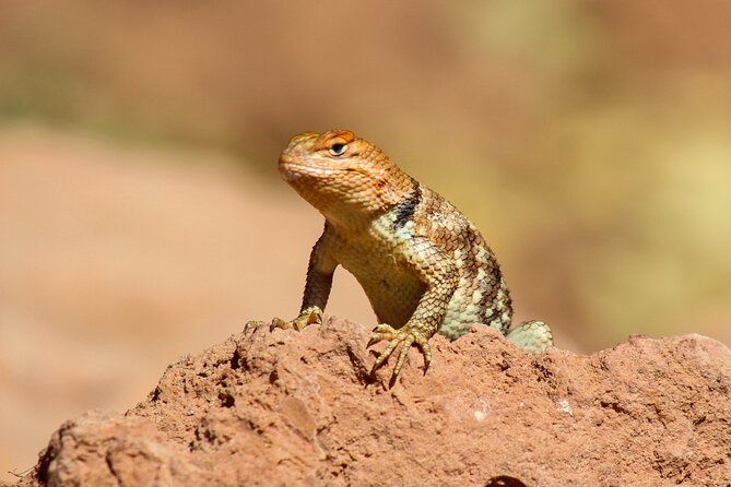 Reptile Hunting in The Sonoran Desert Review - Exploring the Deserts Diverse Ecosystem