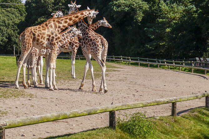 Republished: Skip-The-Line Hellabrunn Zoo in Munich With Transfe - Transportation Details