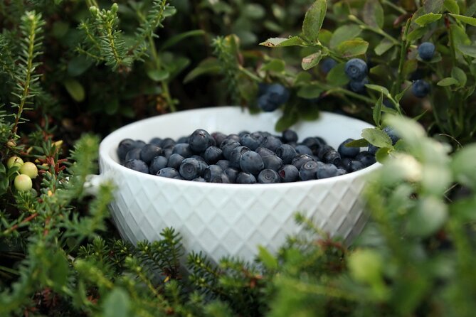 Rovaniemi: Mushrooms & Wild Berries Picking Tour - Whats Included in the Tour