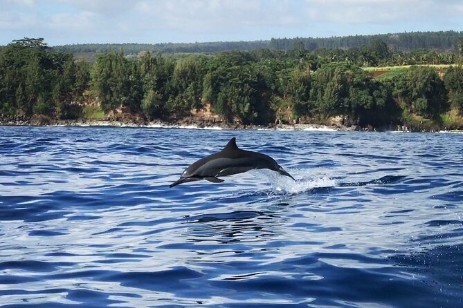Royal Humpback Whale Exploration - Snorkeling and Rental Gear