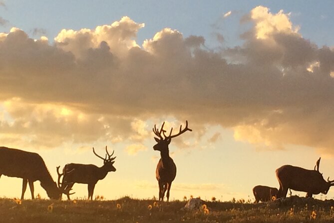 Rutting Around Elk Viewing Tour Review - Accessibility