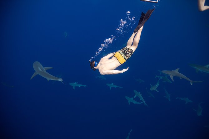 Safe and Educational Shark Dive From Haleiwa: Sharks Guaranteed - Meeting and Logistics
