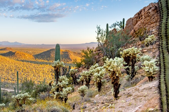 Saguaro National Park Audio Tour Review - The Tour Experience
