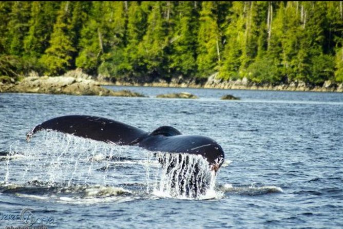 Saltwater Expedition Sightseeing & Wildlife Review - Exploration Highlights