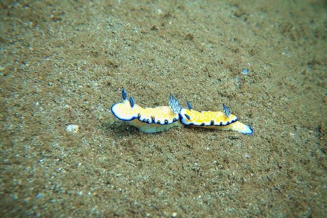 Scuba Diving in Maui With No Experience Needed - Participant Requirements and Health Considerations