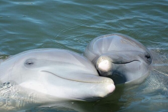 Sea Screamer Cruise - 2 Hour Dolphin Watch Tour in South Carolina - Tour Details