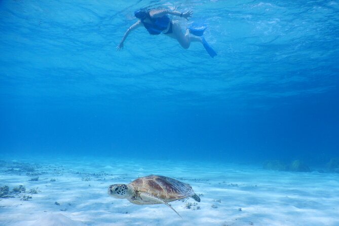 Sea Turtle Snorkel at Kerama Islands and Zamami Island - Encountering Sea Turtles