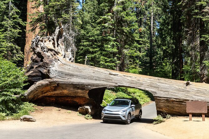 Self Guided Driving Audio Tour of Redwood National and State Park - Pricing and Availability Details