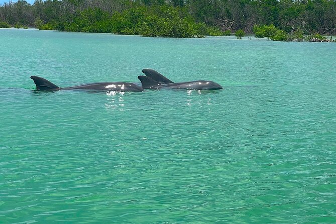 Self Guided Standup Paddle Board EcoTour -Bonita Springs - Wildlife Spotting