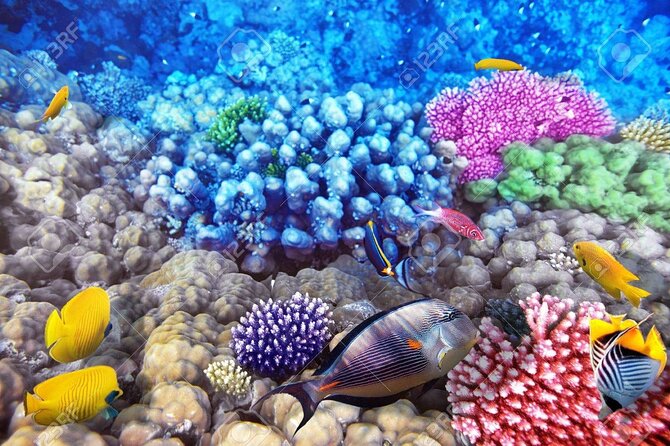 Semi-Submarine Underwater Tour From Hurghada - Inclusions and Additional Fees