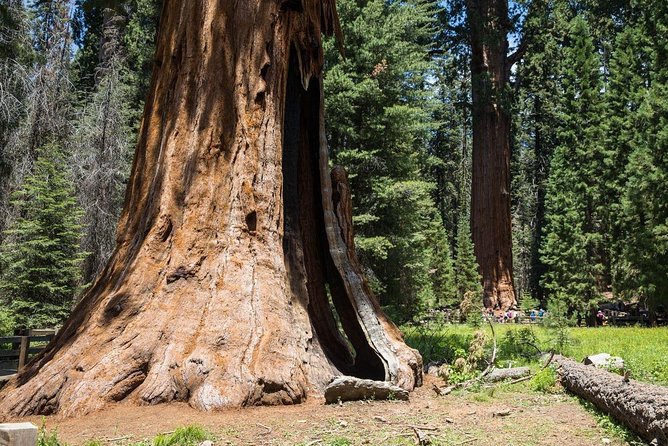 Sequoia Park Private Tour - Transportation and Accessibility