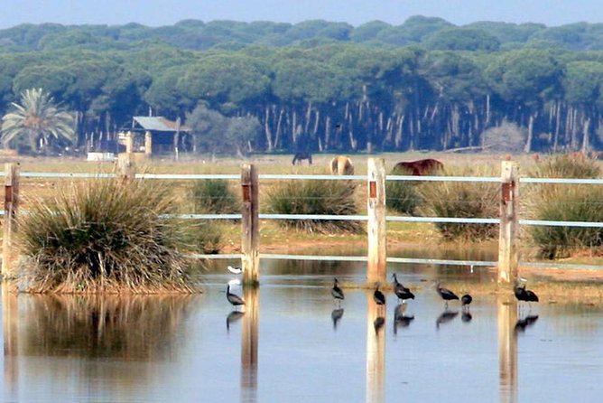 Seville Mountain Bike Tour Dehesa De Abajo Doñana - Meeting and Pickup