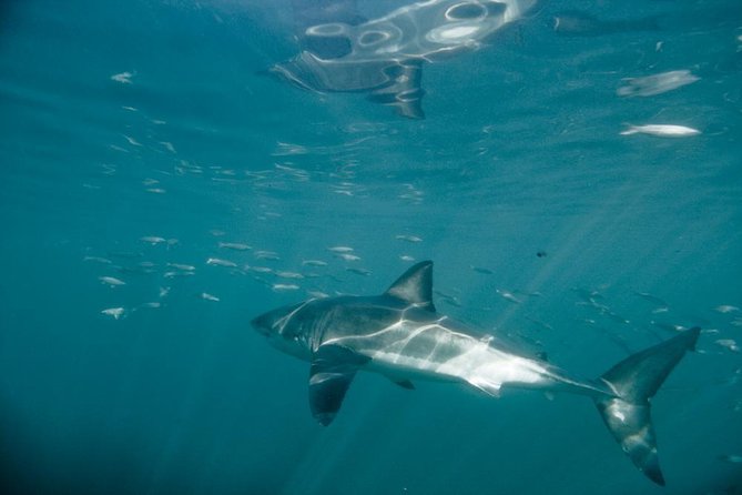 Shark Cage Diving - Whats Included in Your Experience