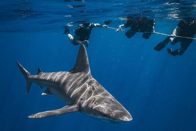 Shark Snorkeling Experience in South Florida - Navigating the Meeting Point and Departure