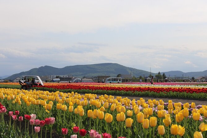 [Shibazakura / Tulip] Going by Private Car, Shibazakura Takinoue Park and Kamiyubetsu Tulip Park (From Sapporo) - Inclusions
