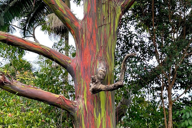 Shore Excursion of Maui Review: Unforgettable Adventure - Highlights of the Tour Itinerary