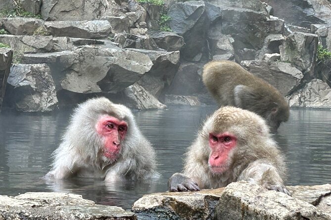 Shuttle Van Tour, Snow Monkey Park, To-And-From Tokyo - Meeting and Pickup Details