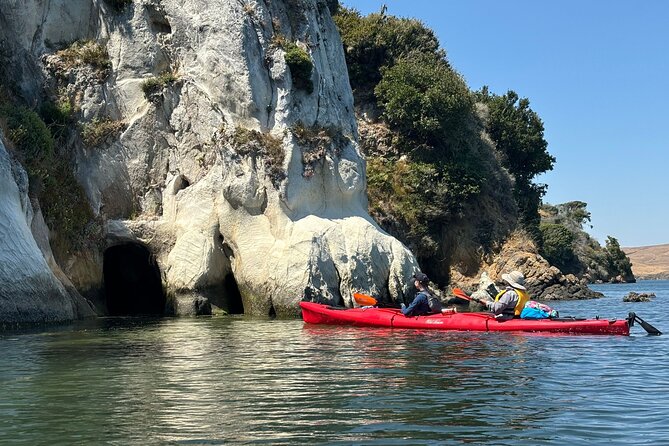 Sick Day Midweek Kayak Tour on Tomales Bay - Exploring Tomales Bays Unique Ecosystem