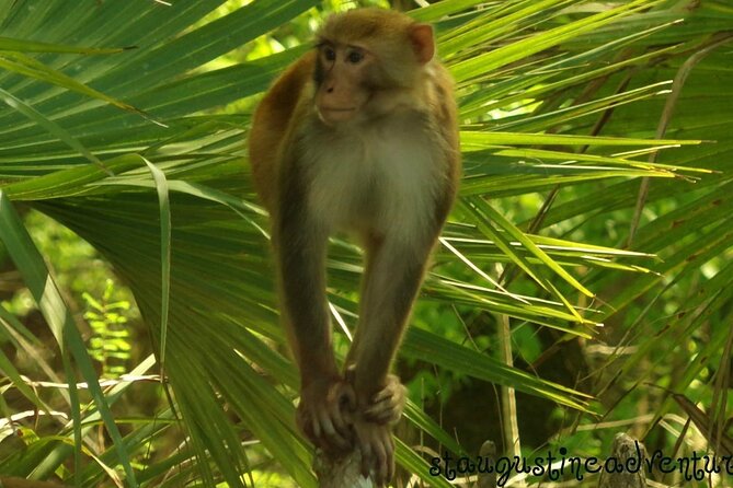 Silver Springs Clear Kayak Manatee & Monkey Adventures - Kayaking Options and Equipment