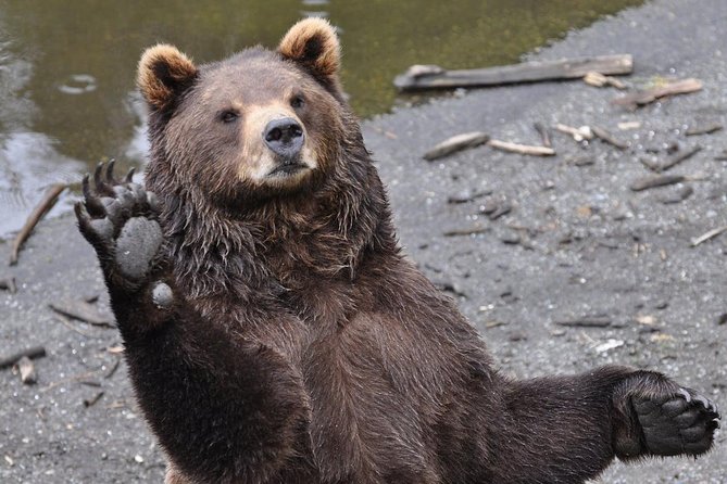 Sitka Sightseeing Tour Including Fortress of the Bear and Totem Poles - Itinerary and Duration
