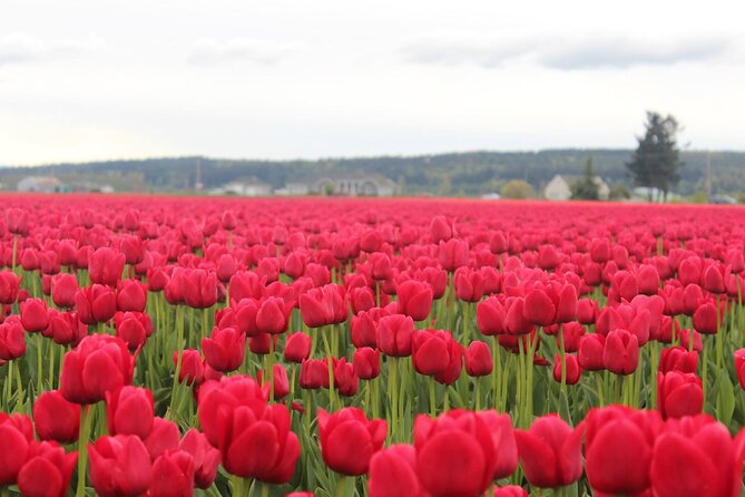 Skagit Valley Tulip Festival Review - Getting to the Skagit Valley Tulip Festival
