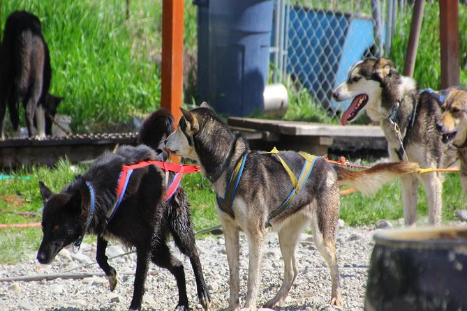 Skagway Shore Excursion: Yukon Dog Sledding and Sightseeing Tour - Participant Requirements