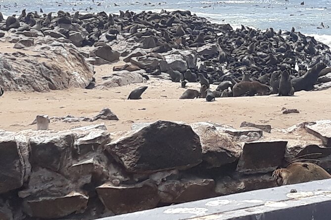 Skeleton Coast Cape Cross Seal Colony Tour - Health and Accessibility Details