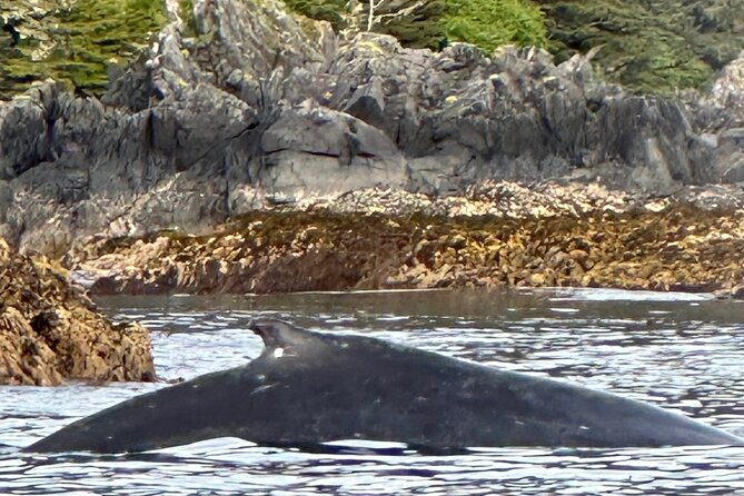 Small Group Boat Tour of Sitka - Inclusions and Meeting Information
