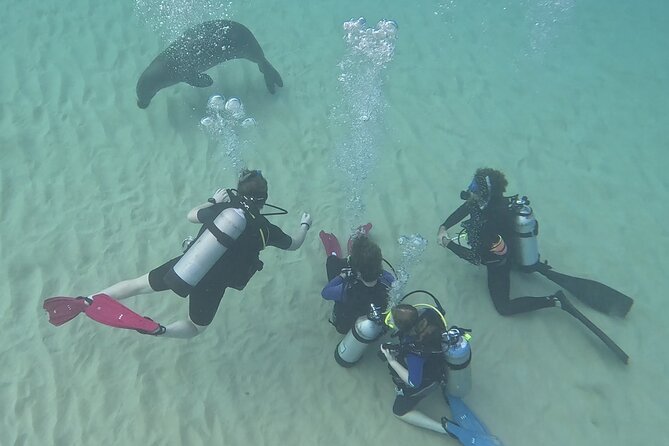 Small Group Discover Scuba Diving From Electric Beach With Photos - Whats Included in the Tour