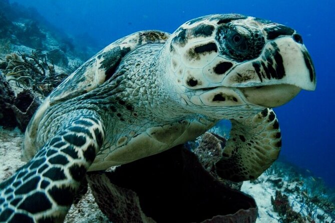 Small-Group Introductory Scuba Dive in Cozumel - Meeting Location