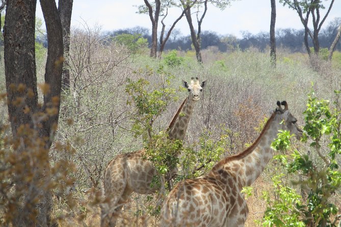 Small Group: Sunrise to Sunset Safari Experience - Pricing Details
